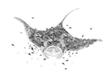 Leviathan Ray