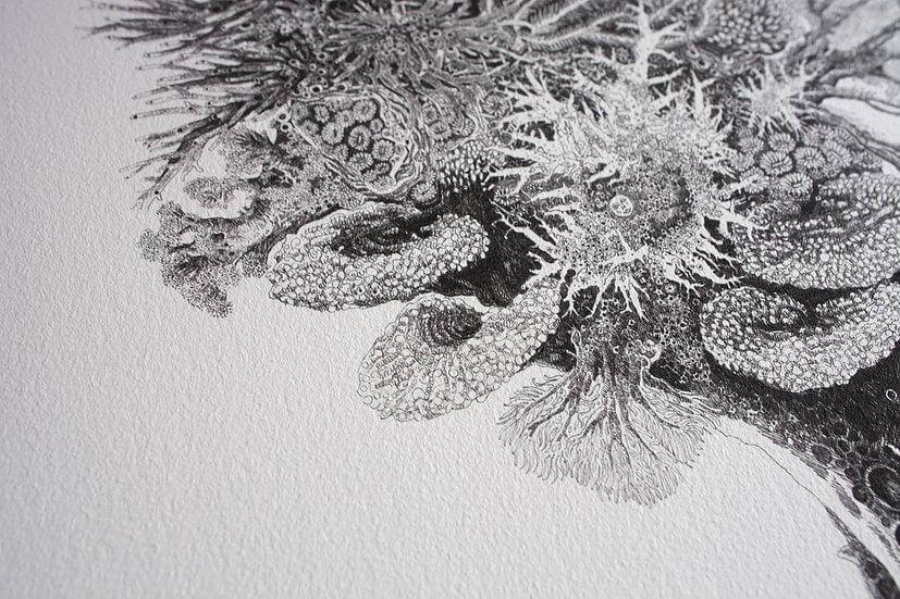 Seahorse
