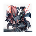 Black Canna