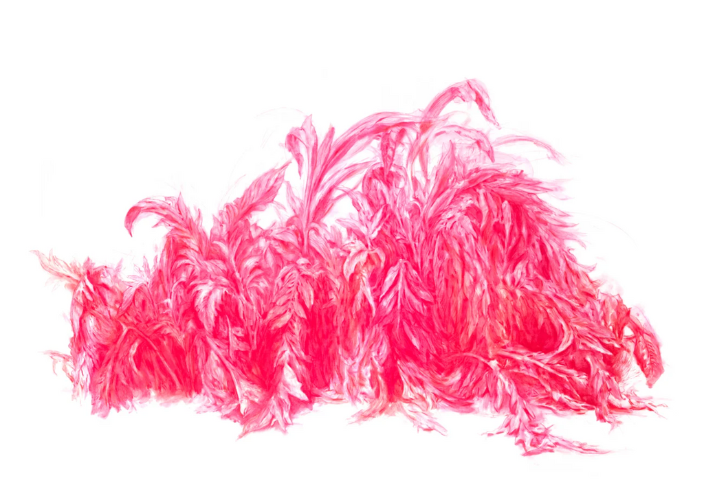 Pink Plant Original
